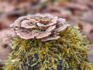 Autumn mushrooms in a Polish forest.