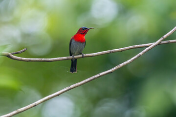 Crimson Sunbird medium-sized sunbird can be found in parks, gardens, and plantations