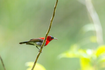 Crimson Sunbird medium-sized sunbird can be found in parks, gardens, and plantations