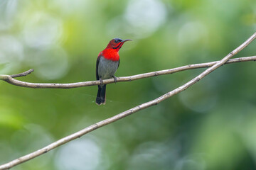 Crimson Sunbird medium-sized sunbird can be found in parks, gardens, and plantations