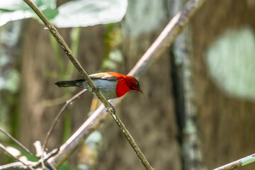 Crimson Sunbird medium-sized sunbird can be found in parks, gardens, and plantations