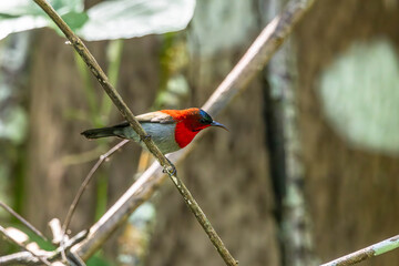 Crimson Sunbird medium-sized sunbird can be found in parks, gardens, and plantations