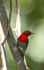 Crimson Sunbird medium-sized sunbird can be found in parks, gardens, and plantations
