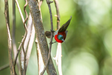 Crimson Sunbird medium-sized sunbird can be found in parks, gardens, and plantations