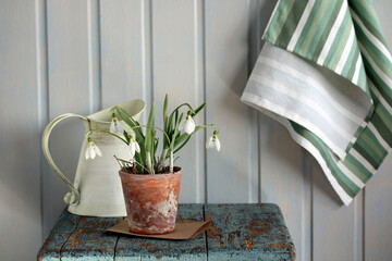 Potted snowdrops blooming on rustic stool in cottage