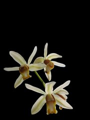 Fototapeta premium A striking portrait of wild areca orchids emerging against a deep black background, highlighting their delicate petals, natural curves, and vivid tropical elegance.