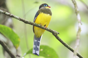 Sumatran trogon (Apalharpactes mackloti) is a species of bird in the family Trogonidae. 