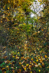 Sous-bois d’automne lumineux : éclats dorés et atmosphère enchantée