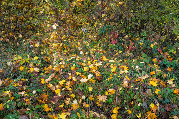 Sous-bois d’automne lumineux : éclats dorés et atmosphère enchantée