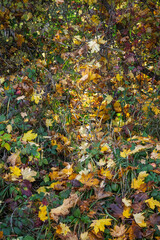 Sous-bois d’automne lumineux : éclats dorés et atmosphère enchantée