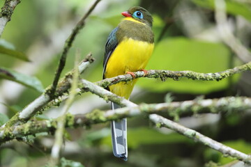 Fototapeta premium Sumatran trogon (Apalharpactes mackloti) is a species of bird in the family Trogonidae. 