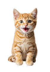 adorable fluffy ginger tabby kitten, 8 weeks old, sitting and meowing loudly with wide-open green eyes, isolated on a transparent studio background, concept for commercial pet photography