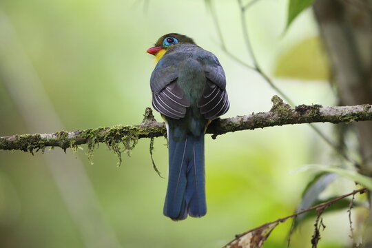 Sumatran trogon (Apalharpactes mackloti) is a species of bird in the family Trogonidae. 