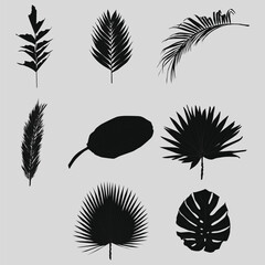 Black Silhouettes of Various Tropical Palm Leaves Vector Illustration Set