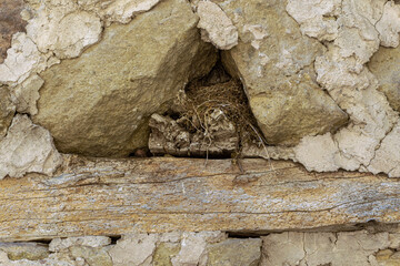 A bird's nest made of straw in the wall of a medieval fortress on a wooden beam.