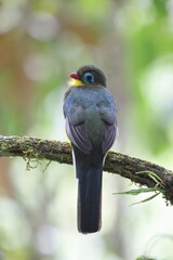 Sumatran trogon (Apalharpactes mackloti) is a species of bird in the family Trogonidae. 