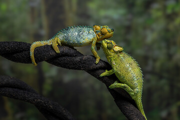 A pair of helmeted chameleons (Trioceros hoehnelii) facing each other on a dark branch.
These species is native to Eastern Africa, mainly in Kenya and Uganda.