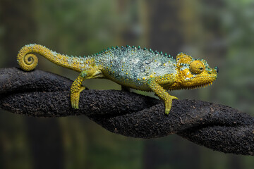 Helmeted Chameleon (Trioceros hoehnelii) native to Eastern Africa, mainly in Kenya and Uganda.