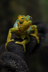 Helmeted Chameleon (Trioceros hoehnelii) native to Eastern Africa, mainly in Kenya and Uganda.