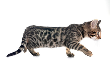 bengal kitten in studio © cynoclub