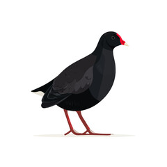 Flat 2D vector illustration of Moorhen, simple icon style on a clean white background.