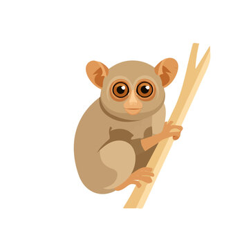 Modern flat 2D vector illustration of Tarsier, clean and minimal design, isolated on white background.