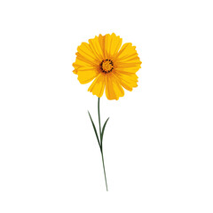 2D flat vector illustration of Coreopsis, designed in a clean icon style and isolated on a white background.