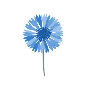 Cornflower Bachelors Button illustrated in a clean 2D flat vector style, minimal and modern, isolated on a white background.