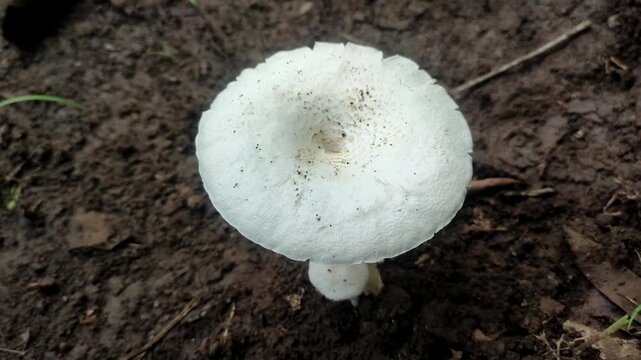 white mushroom in fileds