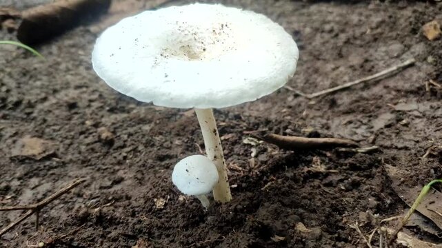 white mushroom in fileds