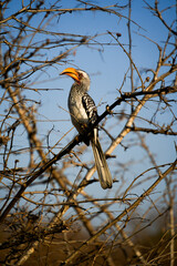 Wild hornbill perched on a dry tree branch against a clear blue sky. Exotic bird with a bright yellow beak in a natural savanna environment. © JuliA