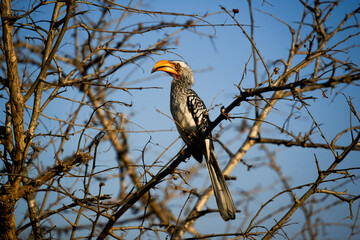 Wild hornbill perched on a dry tree branch against a clear blue sky. Exotic bird with a bright yellow beak in a natural savanna environment. © JuliA