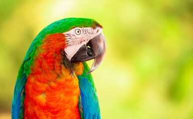A close-up of a macaw. The multi-colored parrot sits on a perch. The background is blurred, which emphasizes the bird's bright colors.