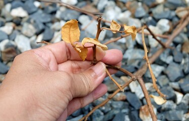 Withered dry leaves and fragile brown branches held by a human hand, set against a blurred background of gray and white gravel, symbolizing drought decay and the fragility of nature.