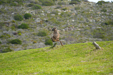 Obraz premium Playful monkey in its natural habitat, highlighting its charm and lively personality.