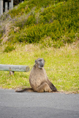 Obraz premium Playful monkey in its natural habitat, highlighting its charm and lively personality.