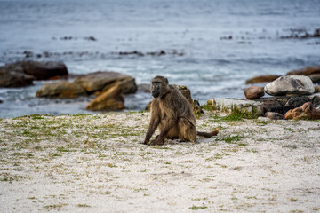 Obraz premium Playful monkey in its natural habitat, highlighting its charm and lively personality.