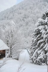A snow-covered path winds toward a dense forest in winter. A house stands to the left, trees dusted...