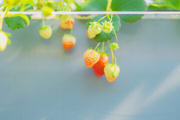 イチゴ狩りでとれたイチゴ