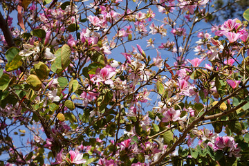 Orchid tree pink flowers (Bauhinia variegata) flowering in Limassol, Cyprus
