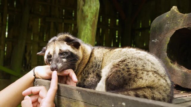 Asian palm civet with head resting on a hand in Luwak Coffee Production, Indonesia, medium shot