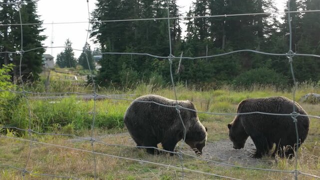 Gimbal wide panning shot of Grinder and Coola, rescued grizzly bears, foraging while in hyperphagia before winter hibernation at Grouse Mountain in North Vancouver, British Columbia, Canada. 4K