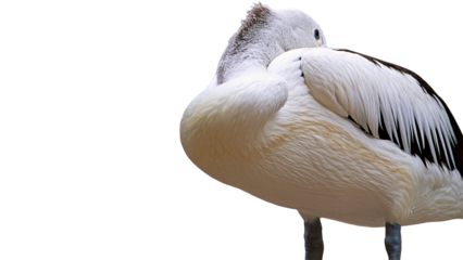 pelican isolated on white, enjoying itself during the day 