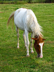 Horse on a grass field