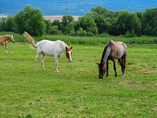 Horse on a grass field