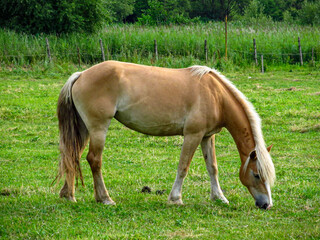 Horse on a grass field