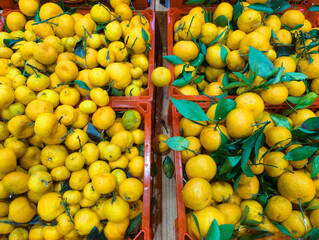 Fresh Yellow Oranges with Green Leaves in a Basket