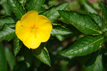Bright Yellow Alder (Turnera ulmifolia) Flower in Garden