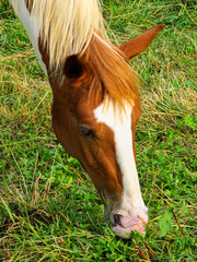 Horse on a grass field