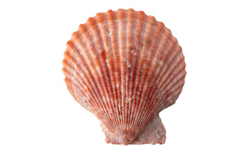 Obraz premium Red scallop sea shell isolated transparent png